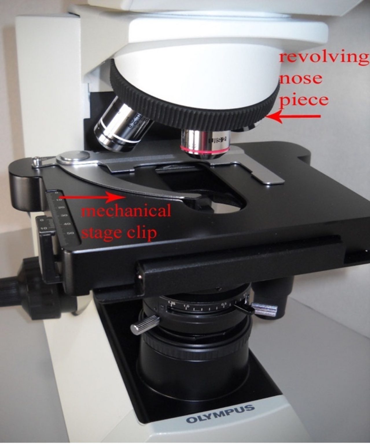 THE MICROSCOPE Red Mountain Microbiology