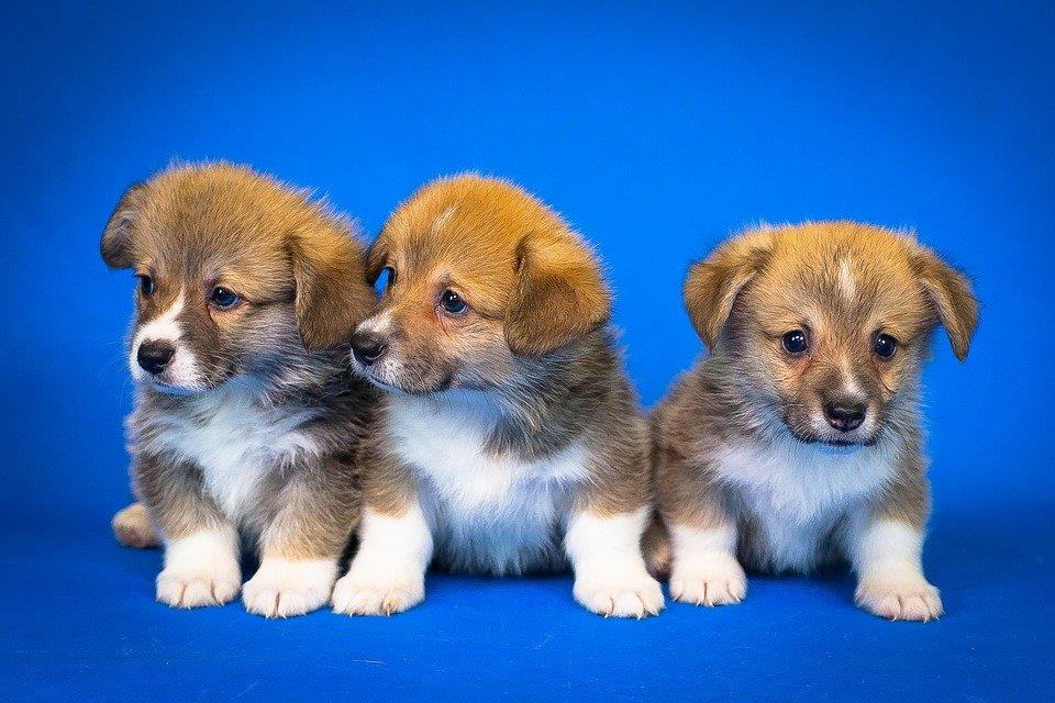 A group of 3 puppies in front of a blue screen.