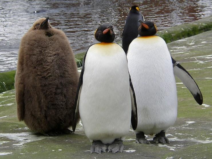 A group of four penguins, three are black and white, while the fourth is fluffy brown.