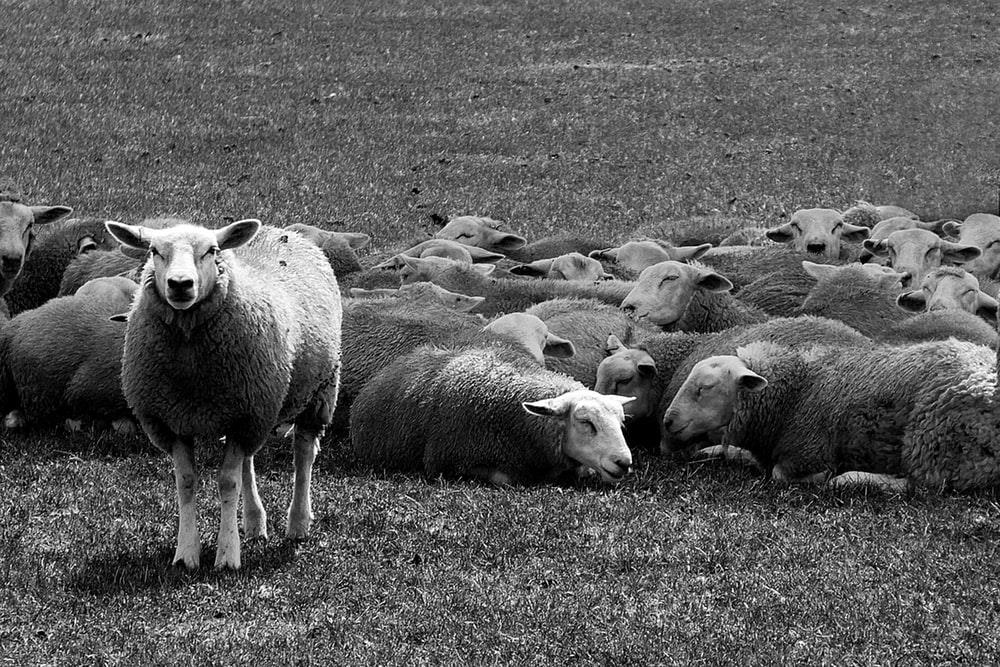 A group of sheep in greyscale.