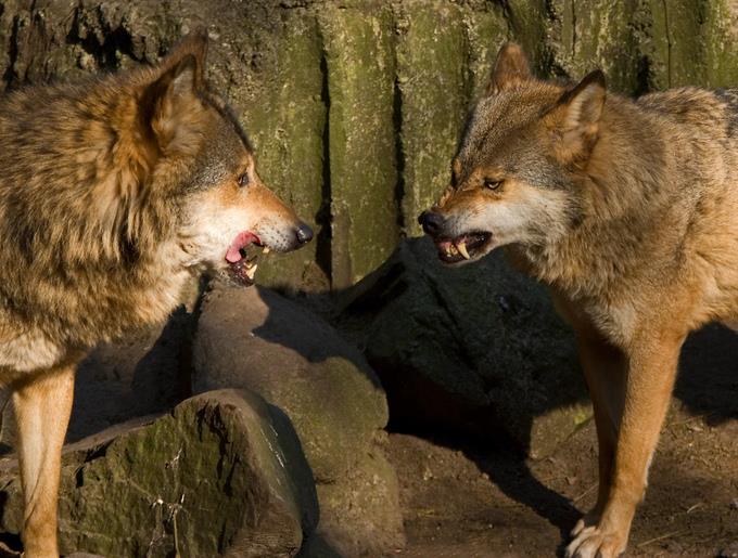 Two wolves snarl at one another.