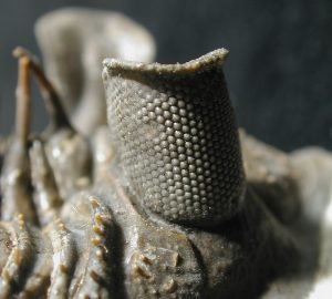 Image of a fossilized trilobite eye demonstrating crystallized carbonate lenses.