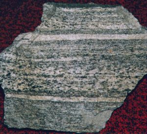 This metamorphic rock shows striping or white and black banding of its minerals.