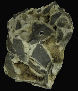 Breccia interactive model