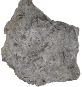 Fossiliferous limestone interactive model.