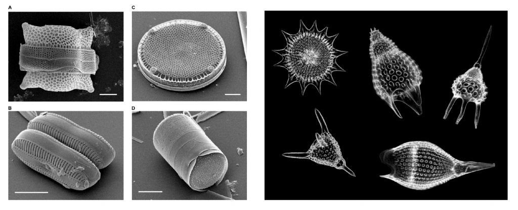 Microscopic silica-based organisms that make up the ocean. They have intricately built skeletons that are rounded and detailed like snowflakes.