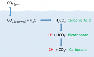 Chemical reactions between carbonic gas and water that yield hydrogen and carbonate species