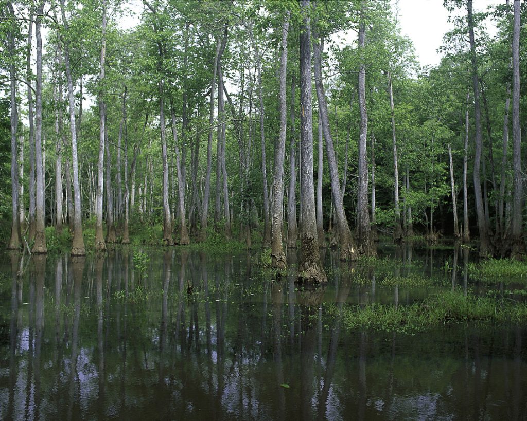 This view of Bond Swamp National Wildlife Refuge shows large trees standing in open water, along with other vegetation such as grasses.