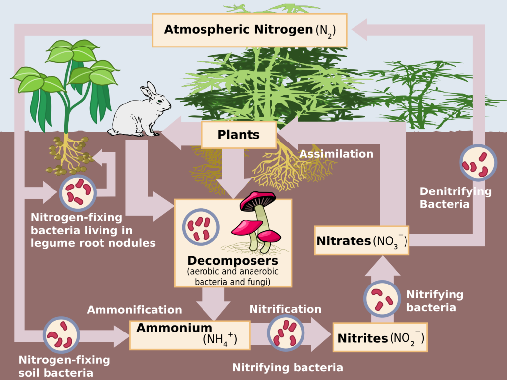 Diagram shows pathways of nitrogen in the atmosphere, unusable by plants, tranformed into useable forms via bacterial processes in the soil.