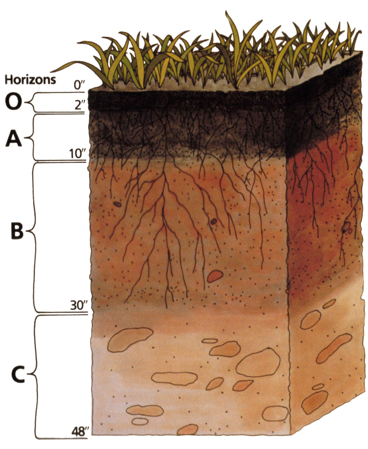 Diagram shows, from top to bottom, O, A, B, and C soil horizons.