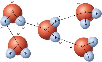 This diagram shows several water molecules with two hydrogen atoms bonded to an oxygen atom in each molecule and molecules bonded to each other when a positively-charged hydrogen atom of one water molecule is attracted to the negatively-charged oxygen atom of another water molecule.