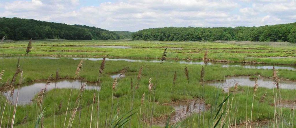 Photo of Bride Brook Salt Marsh in Connecticut as an example of a marsh. The photo shows forest in the background and patches of grasses and small open water areas interspersed in the foreground.