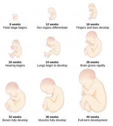 Chapter 3: Heredity, Prenatal Development, and Birth – Development ...