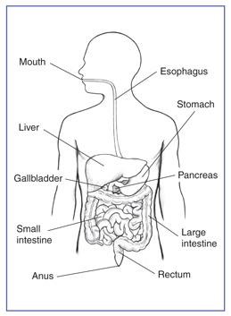 drawing of body with digestive system, organs labeled