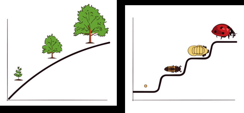 left: tree maturing; right: stages of development for ladybug