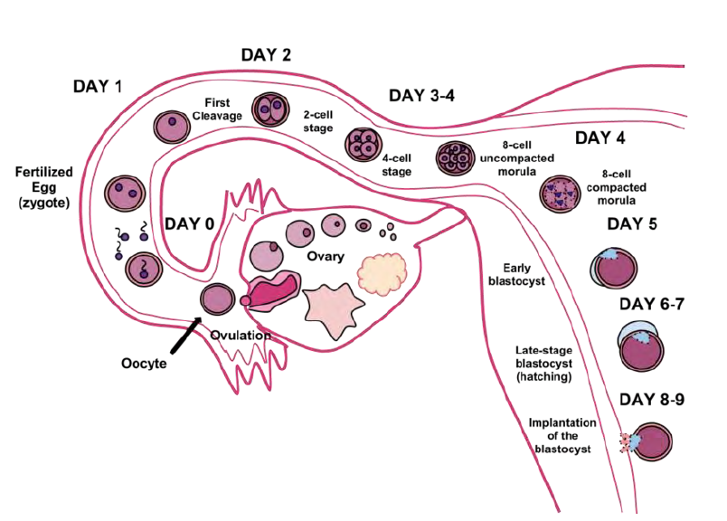 Uterus diagram