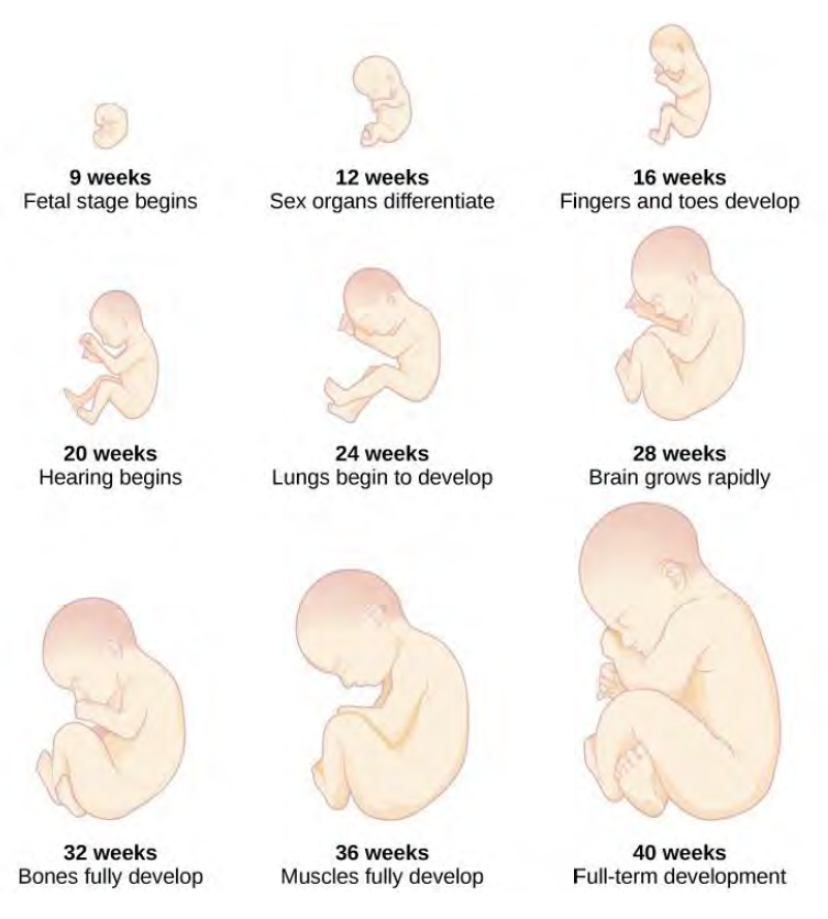 size differences images for 9 weeks gestation embryo to 40 weeks full-term