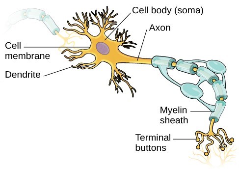 drawing of neuron