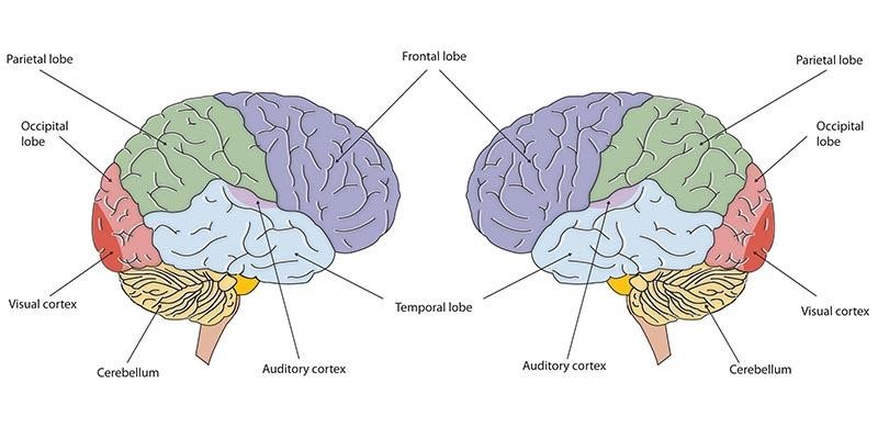 image of both side of brain labeled with forebrain sections