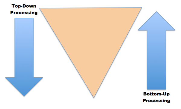 arrow going down as top-down processing and then arrowing going up with bottom-up processing and upside down triangle in the middle