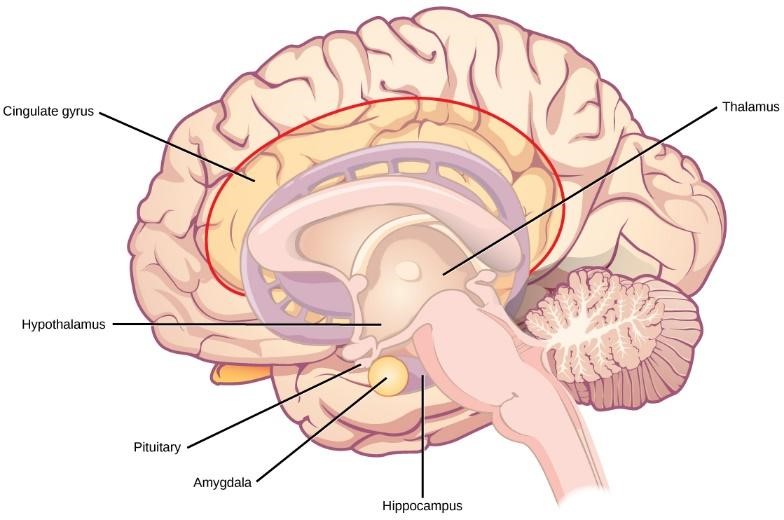 side profile drawing of brain with labeled parts