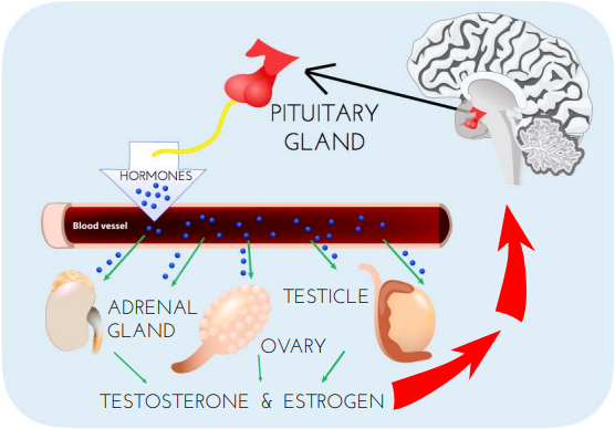 drawing of biological considerations for sex hormones, sex organs, and pituitary gland