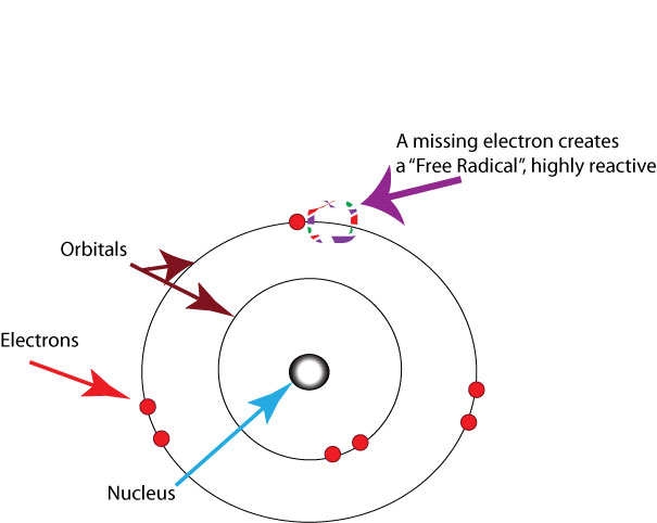 drawing of cell with nucleus and other parts labeled with free radical