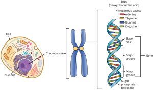 Chromosomes are located in the nucleus of the cell and are made up of the double-helix molecule of DNA. Genes are segments of the DNA sequence,