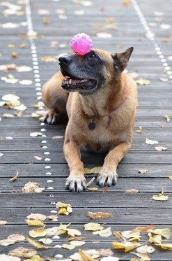 german shepard laying down with pink ball on head