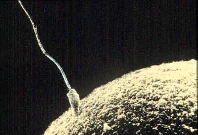 sperm entering egg