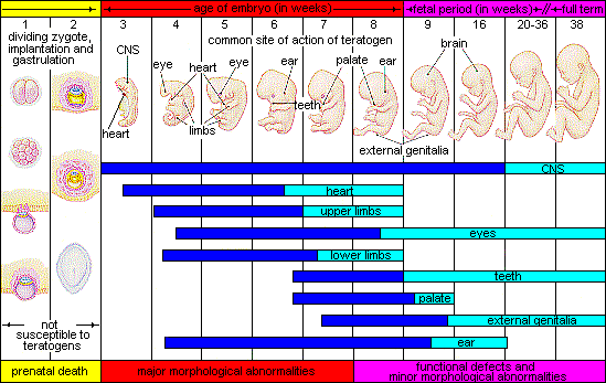 Critical Periods of Prenatal Development. The three periods of development are summarized along with major growth phases for different parts of the body. Note that in the first 2 weeks, the developing zygote is not susceptible to teratogens. Areas in blue indicate major development formation (first shaded area for each body part).