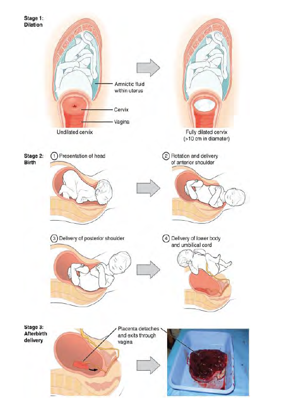 drawings showing stages of birth