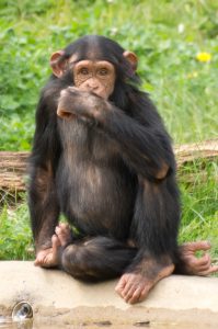 A photograph of a chimpanzee sitting and thinking.