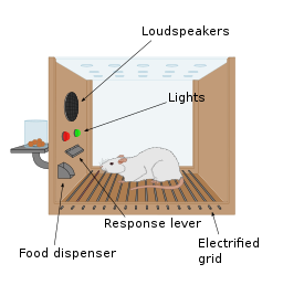 Illustration of a rat in a Skinner Box