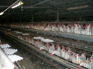 Photo of hundreds of chickens kept in small cages