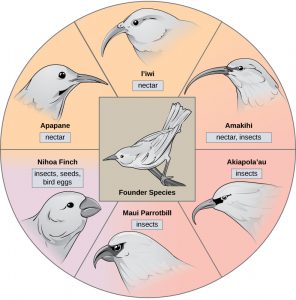 The illustration shows a wheel, with the founder species that gave rise to various honeycreeper birds at the hub. Between spokes of the wheel are six modern honeycreeper species. Five of these, the 'Apapane, Liwi, 'Amakihi, 'Akiapola'au and Maui Parrotbill, eat insects and/or nectar and have long, think beaks. The sixth bird, the Nihoa Finch, eats insects, seeds, and bird eggs, and has a short, fat beak.