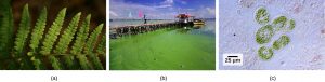 Photo a shows a green fern leaf. Photo b shows a pier protruding into water filled with algae. Photo c shows green colored bacteria.
