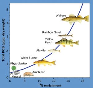 Graph shows PCB pollutants increase in fish higher in the food chain