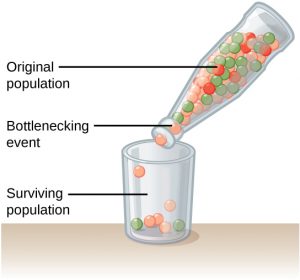 Illustration shows a narrow-neck bottle filled with red, orange, and green marbles tipped so the marbles pour into a glass. Because of the bottleneck, only seven marbles escape, and these are all orange and green. The marbles in the bottle represent the original population, and the marbles in the glass represent the surviving population. Because of the bottleneck effect, the surviving population is less diverse than the original population.
