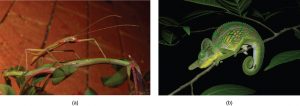 Photo a shows a green walking stick insect that resembles the stem on which it stands. Photo b shows a green chameleon that resembles a leaf.