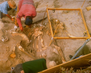 Photo shows scientists digging up a pygmy mammoth fossil
