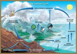 The illustration shows the carbon cycle. Carbon enters the atmosphere as carbon dioxide gas released from human emissions, respiration and decomposition, and volcanic emissions. Carbon dioxide is removed from the atmosphere by marine and terrestrial photosynthesis. Carbon from the weathering of rocks becomes soil carbon, which over time can become fossil carbon. Carbon enters the ocean from land via leaching and runoff. Uplifting of ocean sediments can return carbon to land.