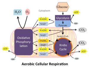 Diagram shows cellular respiration has three main staged: glycolysis, the Krebs cycle, and oxidative phosphorylation