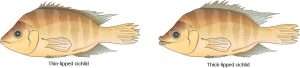 The illustrations show two species of cichlid fish which are similar in appearance except that one has thin lips, and one has thick lips.