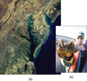 Satellite photo of Chesapeake Bay and a photo of a man holding an oyster