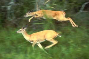 Photo shows two deer running through tall grass