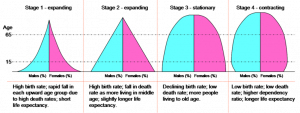 Four age structure diagrams are shown for each stage of the Demographic Transition. Stage 1 shows a pyramid shape with sloping sides, meaning there are many young people and few older people. Stage 2 shows a pyramid with more gradually sloping sides, meaning more people between ages 15 and 65 are surviving. Stage 3 has a dome shape with more people surviving into old age. Stage 4 is a dome with smaller decreasing numbers of young people.