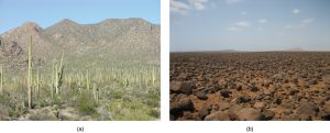 Left photo shows a desert with many cacti and other plants, right photo shows a desert with only rocks and sand