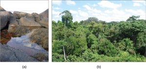 Left photo shows a shallow pool of water with seaweed and snails, right photo shows a forest