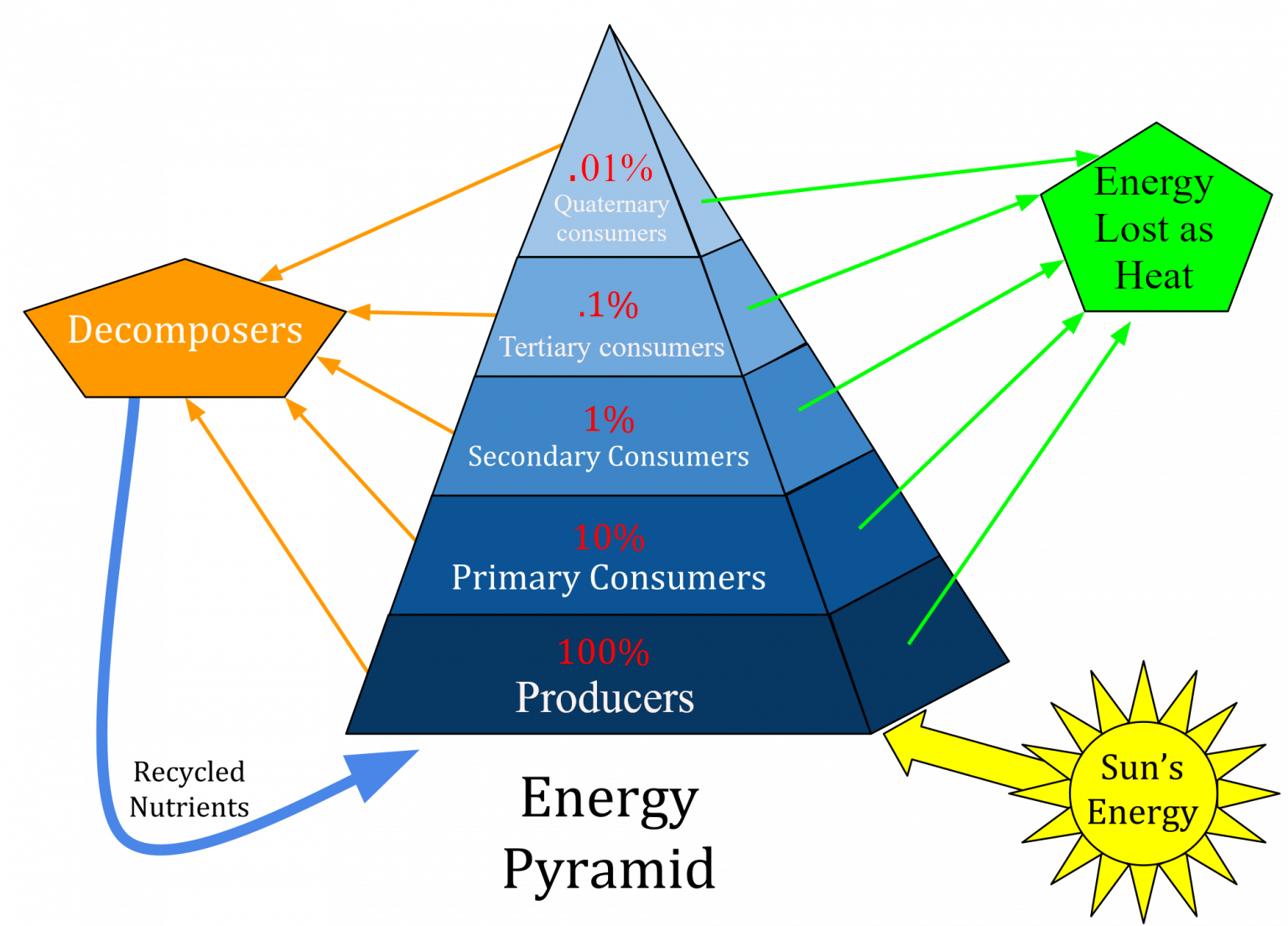 energy-flow-through-ecosystems-environmental-science